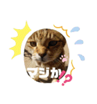 ねこズとともに（個別スタンプ：1）