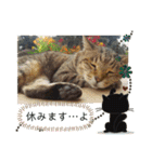 ねこズとともに（個別スタンプ：3）