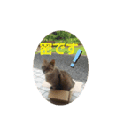 ねこズとともに（個別スタンプ：4）