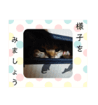 ねこズとともに（個別スタンプ：5）
