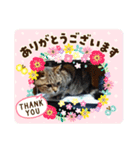 ねこズとともに（個別スタンプ：6）