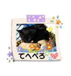 ねこズとともに（個別スタンプ：9）