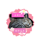ねこズとともに（個別スタンプ：10）