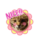 ねこズとともに（個別スタンプ：11）