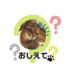 ねこズとともに（個別スタンプ：16）