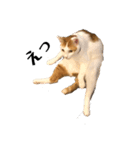 猫 一郎くん（個別スタンプ：2）