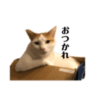 猫 一郎くん（個別スタンプ：5）