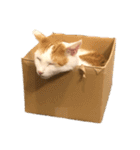 猫 一郎くん（個別スタンプ：6）