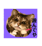 猫 一郎くん（個別スタンプ：9）