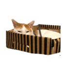 猫 一郎くん（個別スタンプ：11）