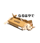 猫 一郎くん（個別スタンプ：12）