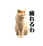 猫 一郎くん（個別スタンプ：14）