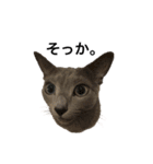 ロシアンブルー猫スタンプ（個別スタンプ：1）
