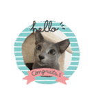 ロシアンブルー猫スタンプ（個別スタンプ：10）