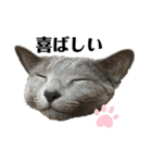 ロシアンブルー猫スタンプ（個別スタンプ：14）