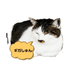 すずきゆめ（個別スタンプ：4）