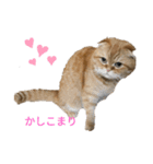 そらマロ（個別スタンプ：5）