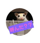 モモチラの日常（個別スタンプ：5）