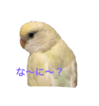 チビちゃん達の日常（個別スタンプ：1）
