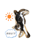 シバネコ2（個別スタンプ：1）