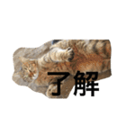 シバネコ2（個別スタンプ：3）