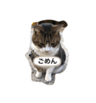 シバネコ2（個別スタンプ：5）