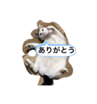 シバネコ2（個別スタンプ：7）