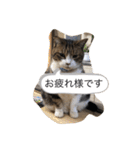 シバネコ2（個別スタンプ：11）