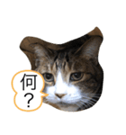 シバネコ2（個別スタンプ：15）