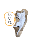 シバネコ2（個別スタンプ：18）