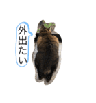 シバネコ2（個別スタンプ：20）
