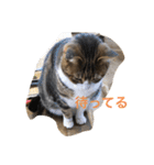 シバネコ2（個別スタンプ：23）