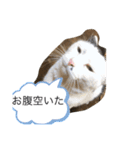 シバネコ2（個別スタンプ：25）