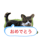 シバネコ2（個別スタンプ：32）