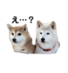 柴犬 もこむぎ2（個別スタンプ：1）