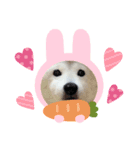 柴犬 もこむぎ2（個別スタンプ：2）