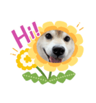 柴犬 もこむぎ2（個別スタンプ：3）