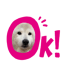 柴犬 もこむぎ2（個別スタンプ：7）