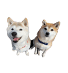 柴犬 もこむぎ2（個別スタンプ：8）