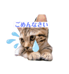 ルアナな日々（個別スタンプ：23）