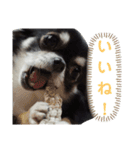 Chihuahua's Cii チワワのちー（個別スタンプ：1）