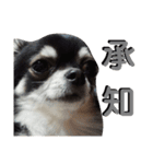 Chihuahua's Cii チワワのちー（個別スタンプ：2）