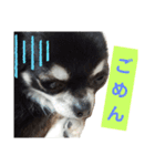 Chihuahua's Cii チワワのちー（個別スタンプ：3）