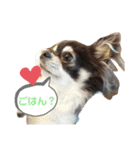 Chihuahua's Cii チワワのちー（個別スタンプ：4）