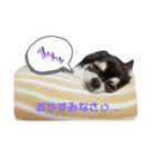 Chihuahua's Cii チワワのちー（個別スタンプ：5）