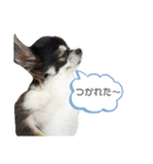 Chihuahua's Cii チワワのちー（個別スタンプ：6）