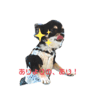 Chihuahua's Cii チワワのちー（個別スタンプ：7）