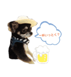 Chihuahua's Cii チワワのちー（個別スタンプ：8）