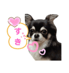 Chihuahua's Cii チワワのちー（個別スタンプ：9）