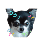 Chihuahua's Cii チワワのちー（個別スタンプ：10）